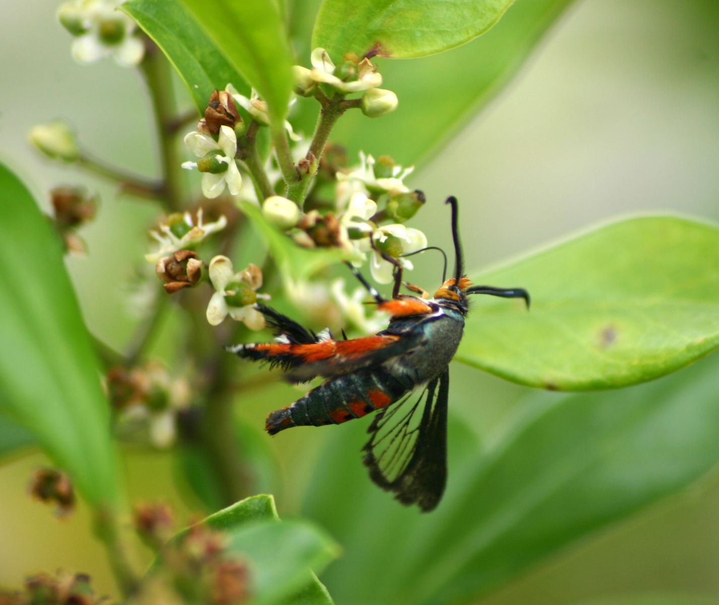 Squash Vine Borer